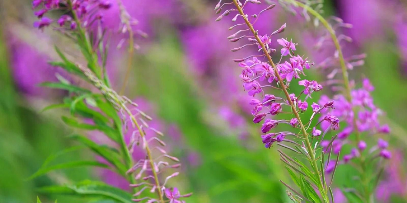 На зеленых территориях Москвы продолжает цвести иван-чай