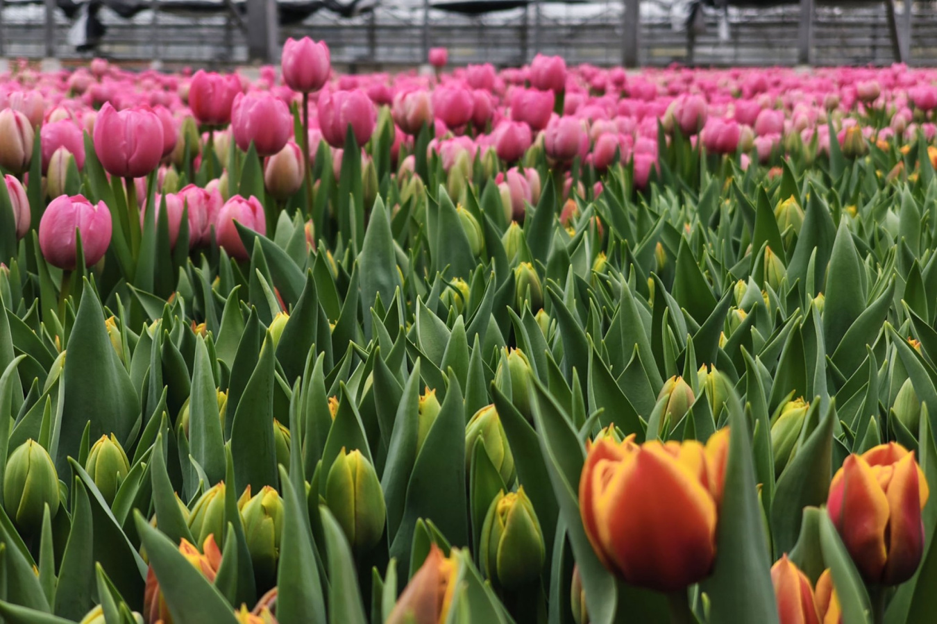 Москва подготовила городские цветники к весенне-летнему сезону