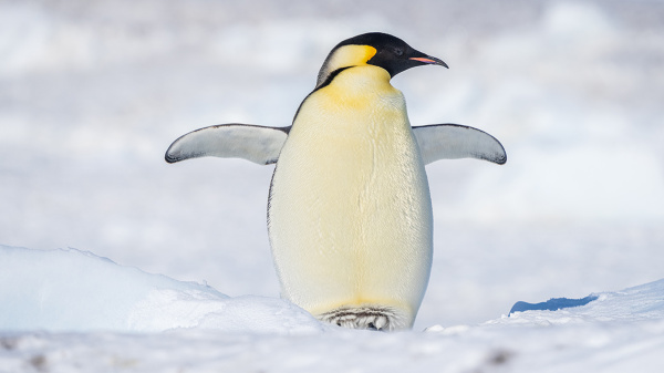 «Мосбилет» приглашает на выставку «Пингвины» в Дарвиновском музее