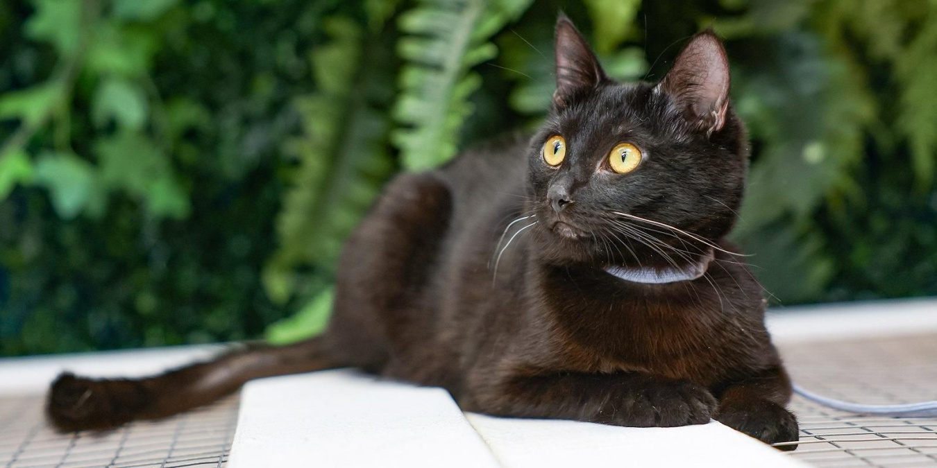 Сервис «Моспитомец» помогает животным из городских приютов найти хозяев