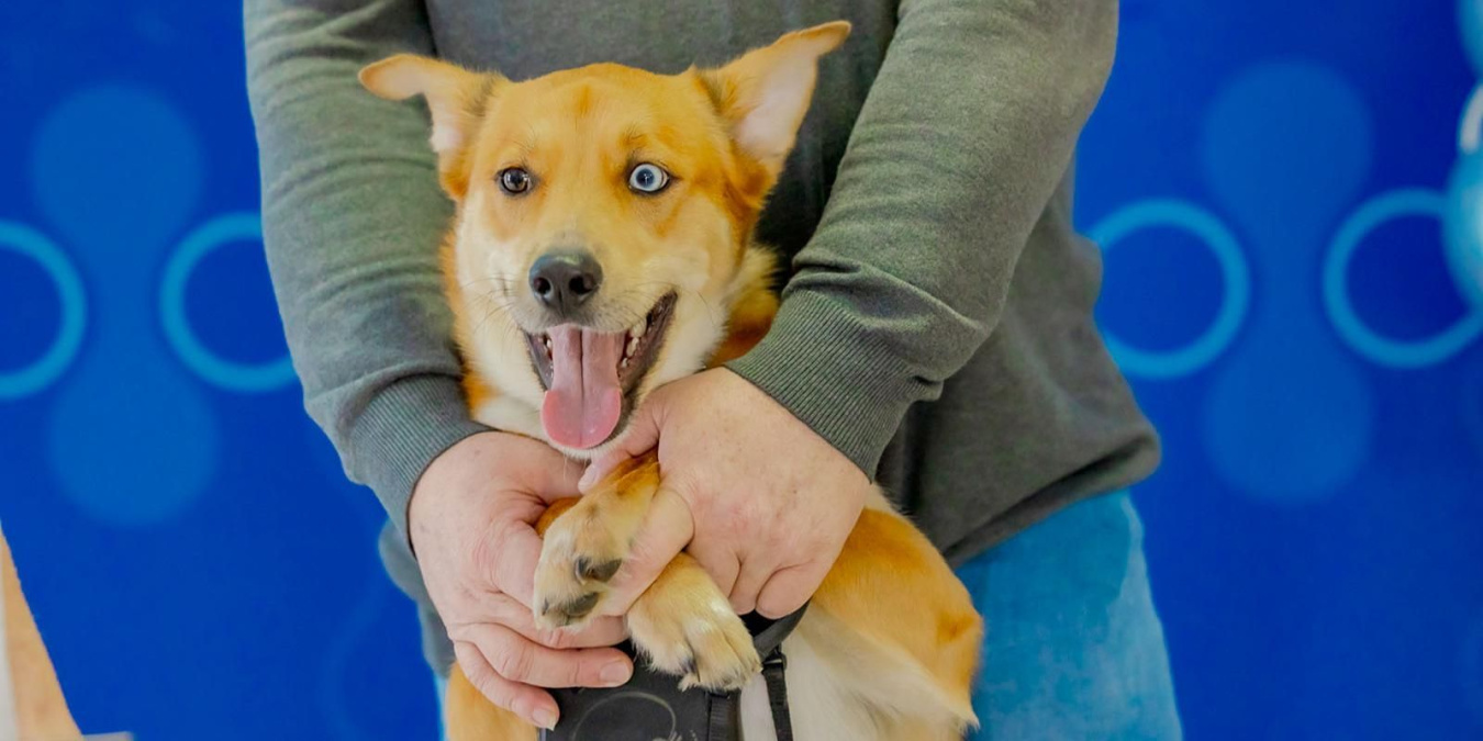 Государственная ветеринарная служба Москвы помогает животным уже более 90 лет
