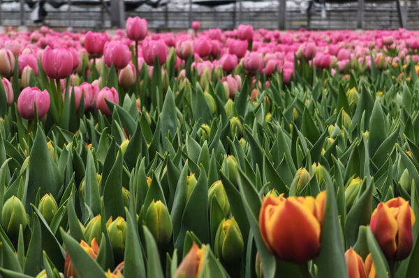 Москва подготовила городские цветники к весенне-летнему сезону