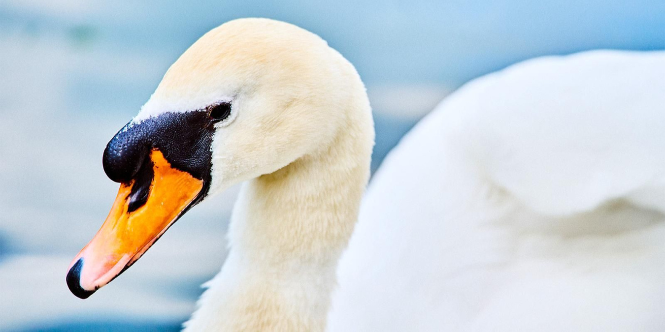 Где увидеть лебедей: грациозные птицы возвращаются после зимовки на водоемы парков Москвы