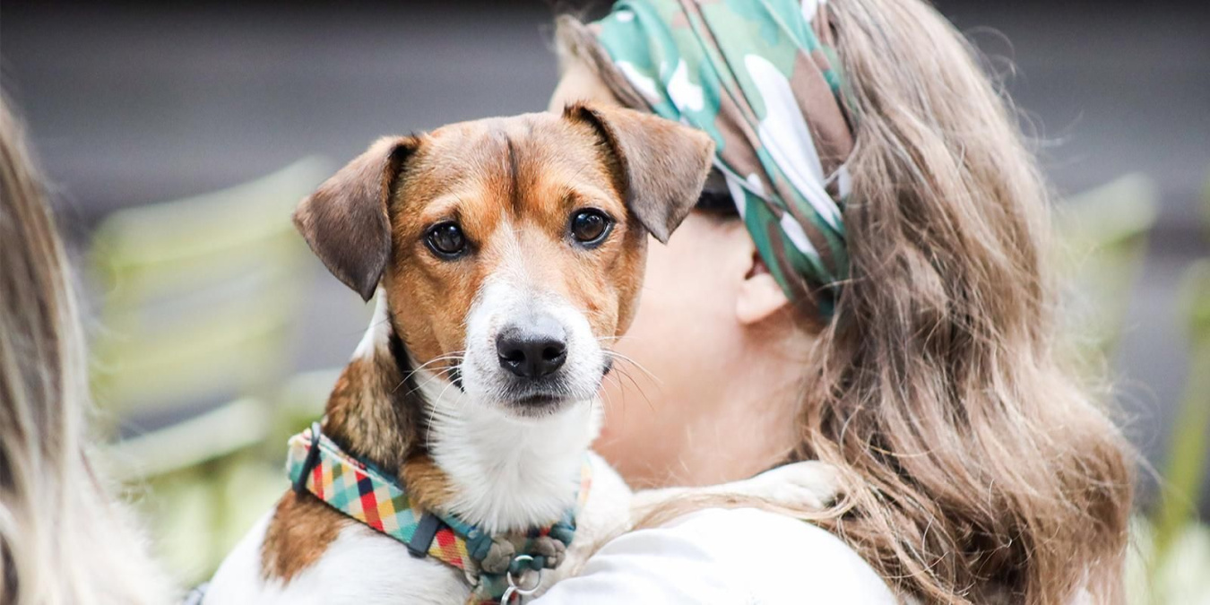 Как разнообразить будни домашнего животного