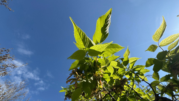 Все ясенелистные клены вырубят в Москве в ближайшие 10 лет