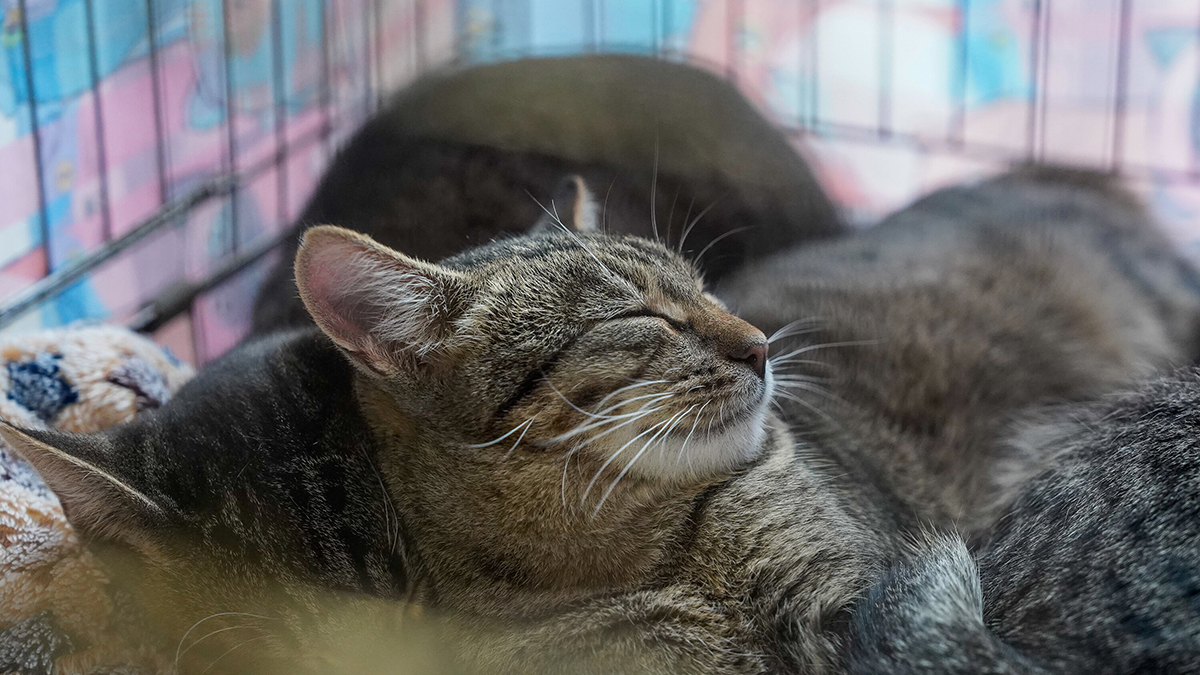 Сервис «Моспитомец» помогает животным из городских приютов найти хозяев