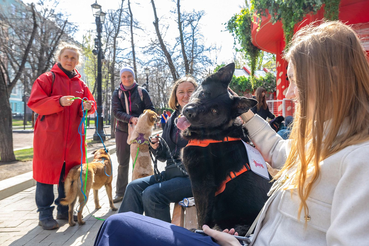Более 50 животных нашли хозяев на мероприятии «Моспитомец х Четвероногий друг»