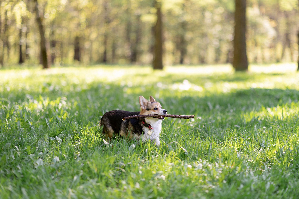 Как разнообразить будни домашнего животного