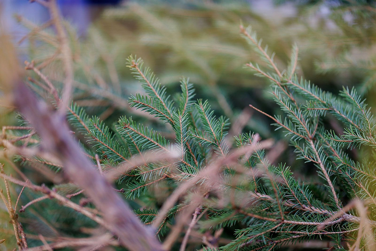 Сдать новогоднюю елку на экологичную утилизацию поможет сервис «Вывоз ненужных вещей» на mos.ru