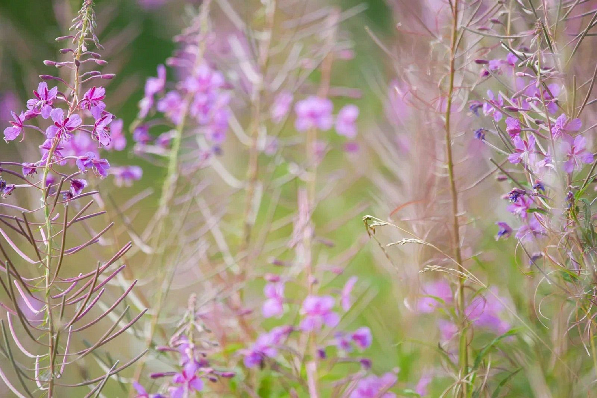На зеленых территориях Москвы продолжает цвести иван-чай