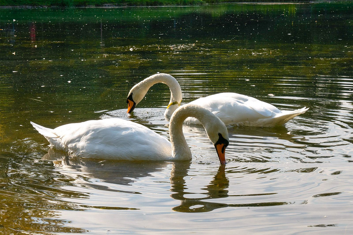 Где увидеть лебедей: грациозные птицы возвращаются после зимовки на водоемы парков Москвы